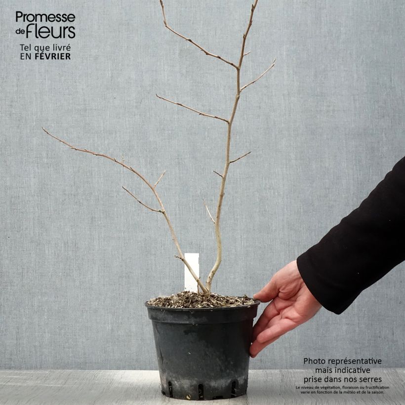 Exemplar von Virginische Zaubernuss - Hamamelis virginiana Topf mit 3L/4L wie im Winter geliefert