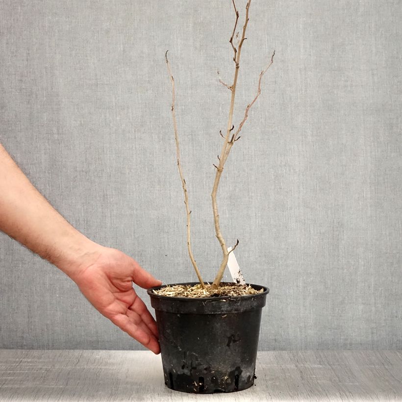 Exemplar von Virginische Zaubernuss - Hamamelis virginiana Topf mit 3L/4L wie im Frühjahr geliefert