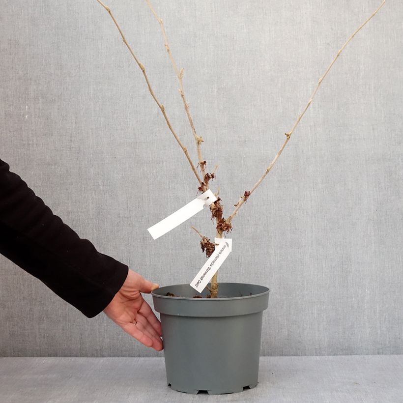 Exemplar von Zaubernuss Barmstedt Gold - Hamamelis intermedia Topf mit 4L/5L wie im Winter geliefert