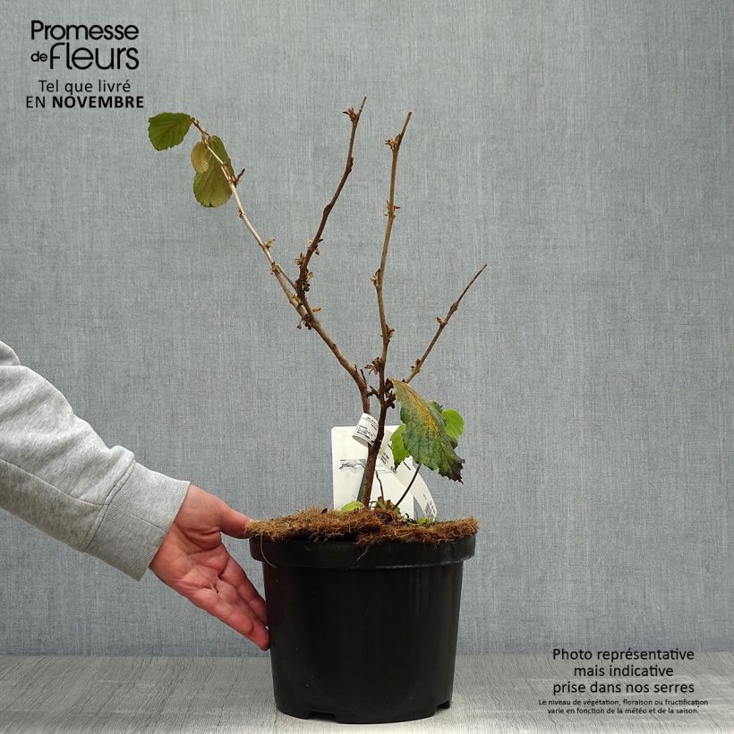 Exemplar von Zaubernuss Feuerzauber - Hamamelis intermedia Topf mit 4L/5L wie im Herbst geliefert