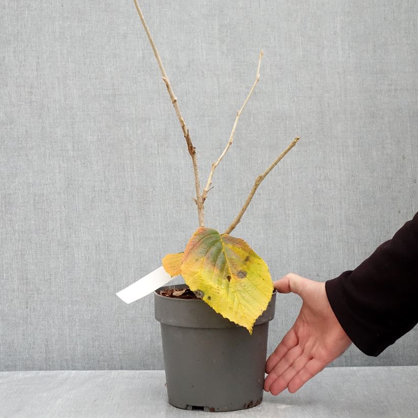 Exemplar von Zaubernuss Orange Beauty - Hamamelis intermedia Topf mit 3L/4L wie im Herbst geliefert