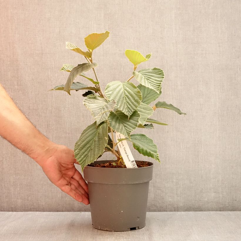 Exemplar von Zaubernuss Orange Beauty - Hamamelis intermedia Topf mit 3L/4L wie im Sommer geliefert