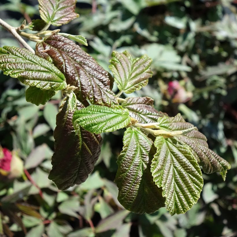 Zaubernuss Orange Peel - Hamamelis intermedia (Laub)