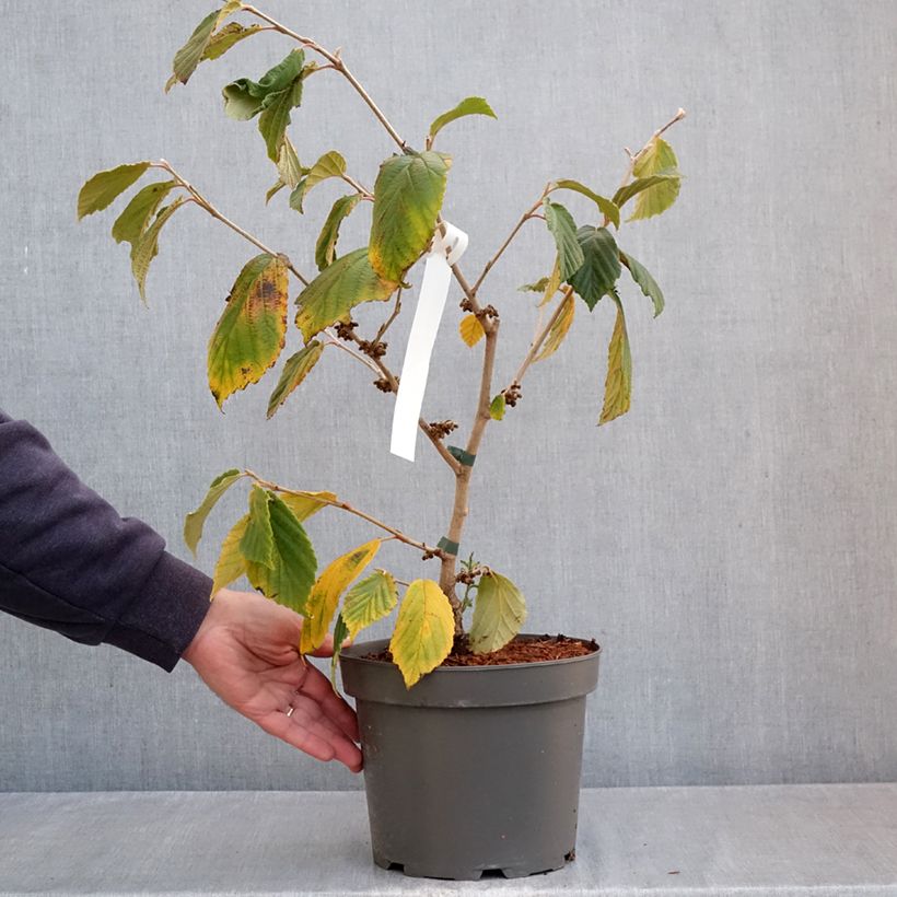 Exemplar von Zaubernuss Orange Peel - Hamamelis intermedia Topf mit 3L/4L wie im Herbst geliefert
