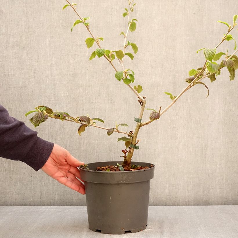 Exemplar von Zaubernuss Orange Peel - Hamamelis intermedia Topf mit 3L/4L wie im Frühjahr geliefert