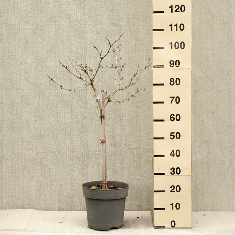 Exemplar von Zaubernuss Rubin - Hamamelis intermedia Topf mit 7,5L/10L wie im Herbst geliefert