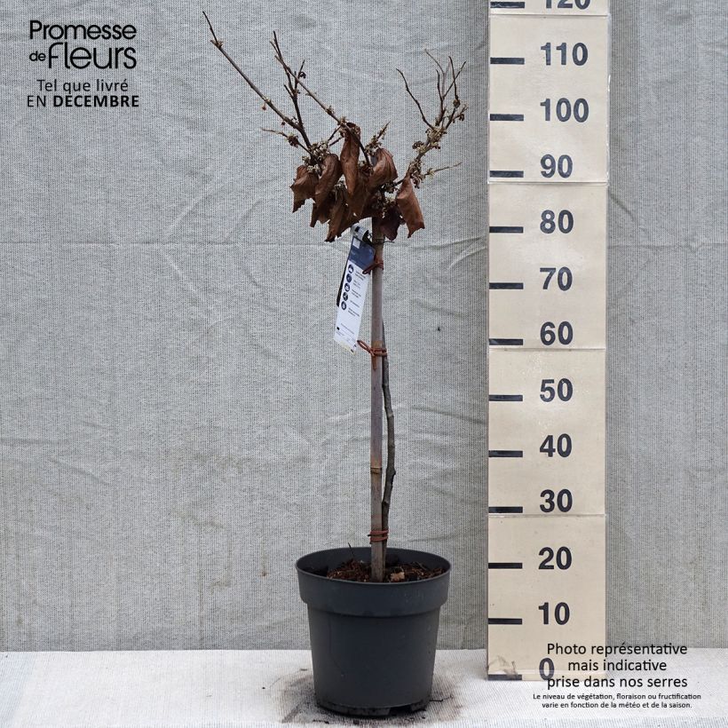 Exemplar von Zaubernuss Rubin - Hamamelis intermedia Topf mit 7,5L/10L wie im Winter geliefert
