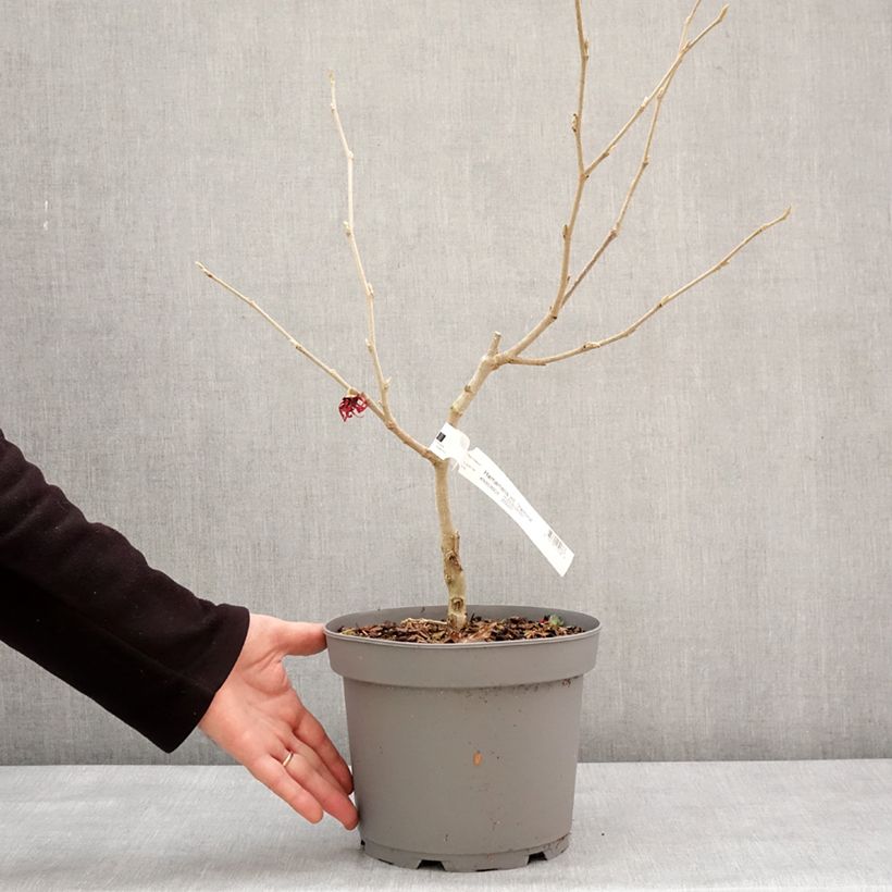 Exemplar von Zaubernuss Yamina - Hamamelis intermedia Topf mit 4L/5L wie im Winter geliefert