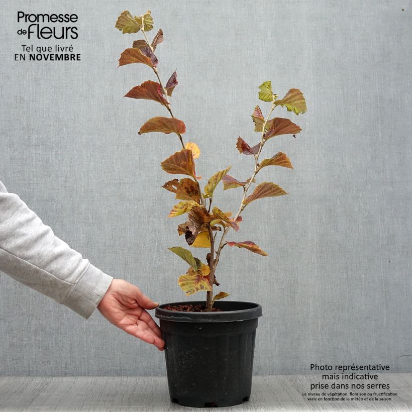 Exemplar von Zaubernuss Yamina - Hamamelis intermedia Topf mit 4L/5L wie im Herbst geliefert
