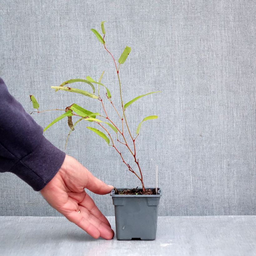 Exemplar von Hardenbergia violacea Meema - Purpurerbse Kleine Töpfe von 8/9 cm wie im Herbst geliefert