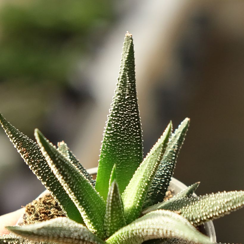Haworthia fasciata Concolor (Laub)