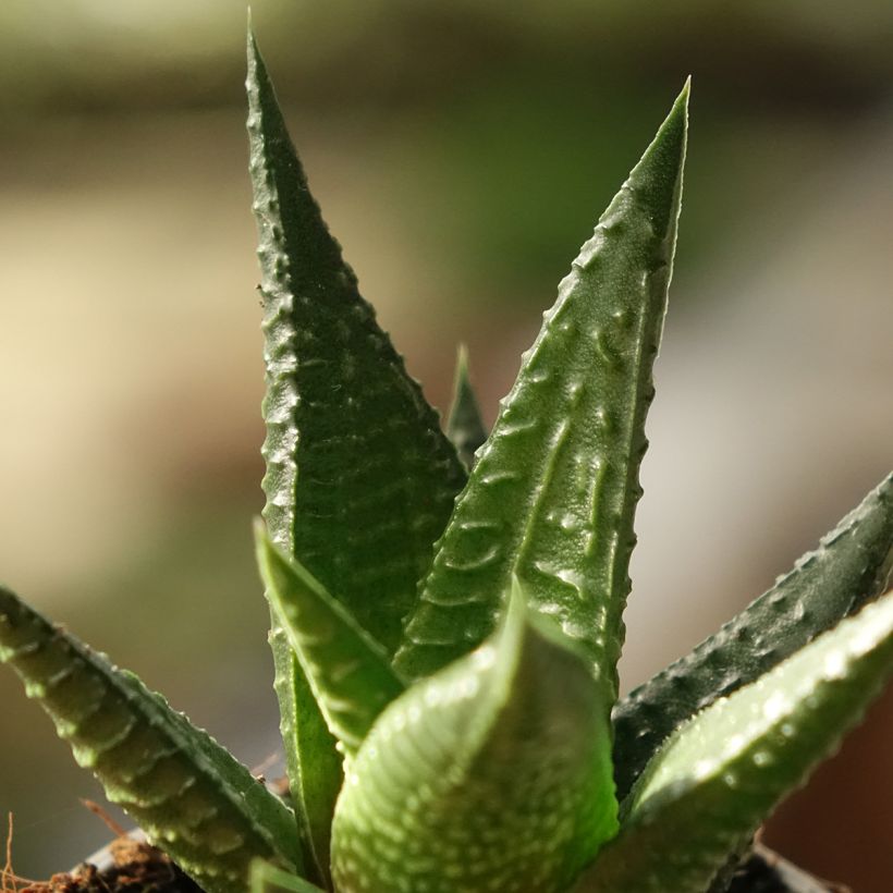 Haworthia Gasworthia  (Laub)