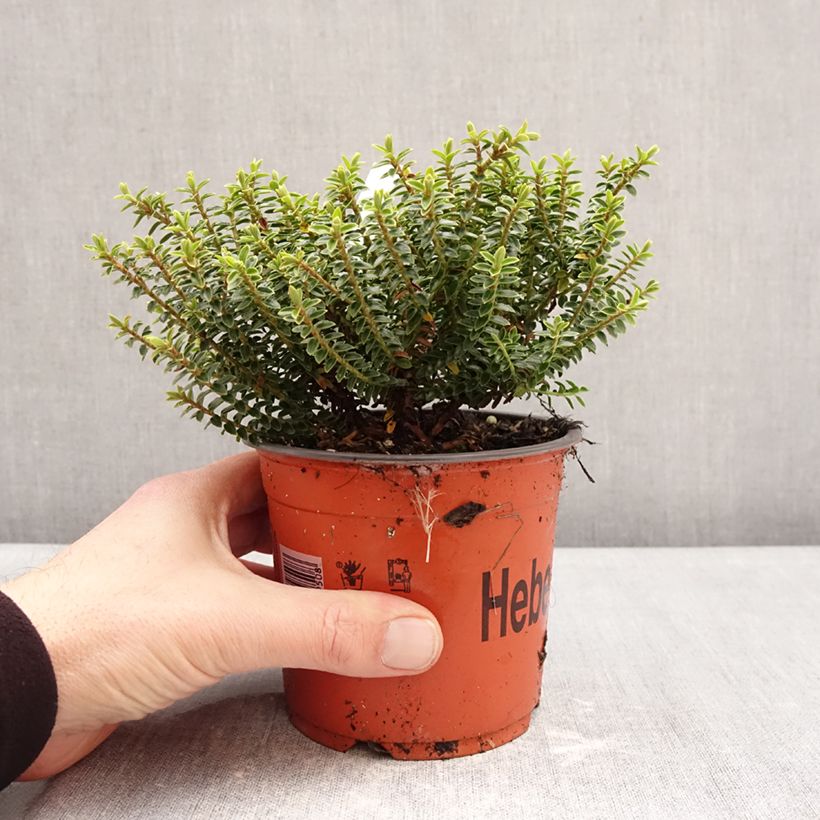 Exemplar von Hebe buxifolia  - Strauchveronika Topf mit 1,5L/2L wie im Winter geliefert