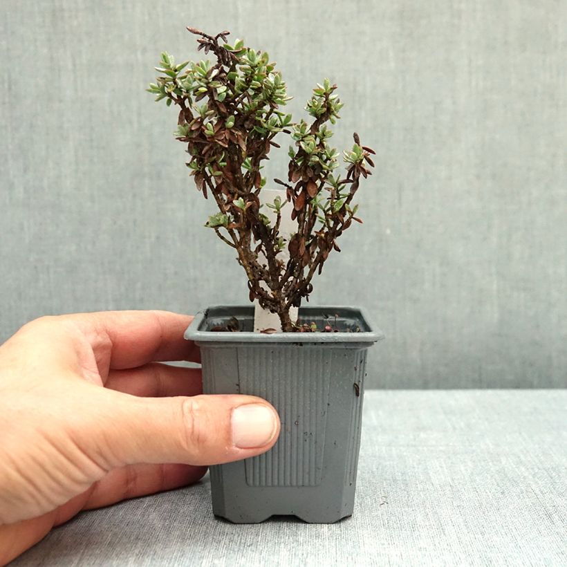 Exemplar von Hebe carnulosa - Strauchveronika Kleine Töpfe von 8/9 cm wie im Herbst geliefert