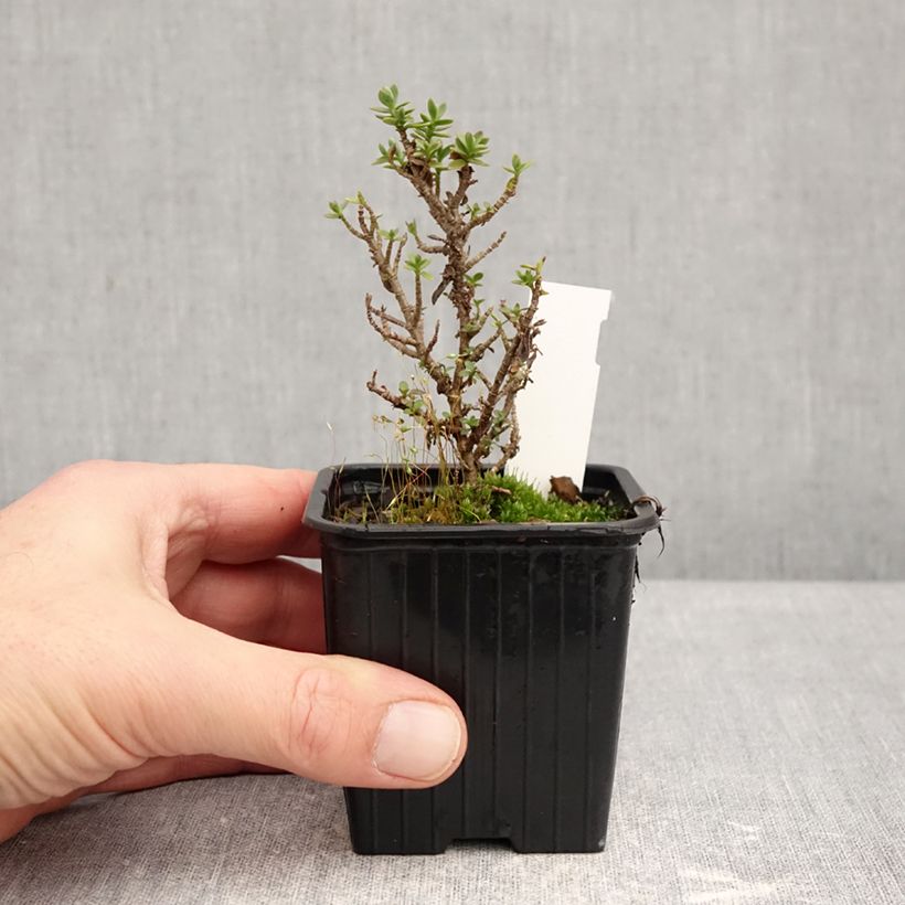 Exemplar von Hebe carnulosa - Strauchveronika Kleine Töpfe von 8/9 cm wie im Winter geliefert
