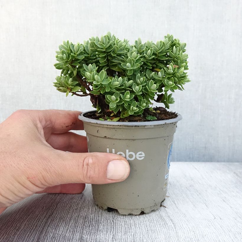 Exemplar von Hebe Cobb Valley - Strauchveronika Topf 10 cm/11cm wie im Herbst geliefert