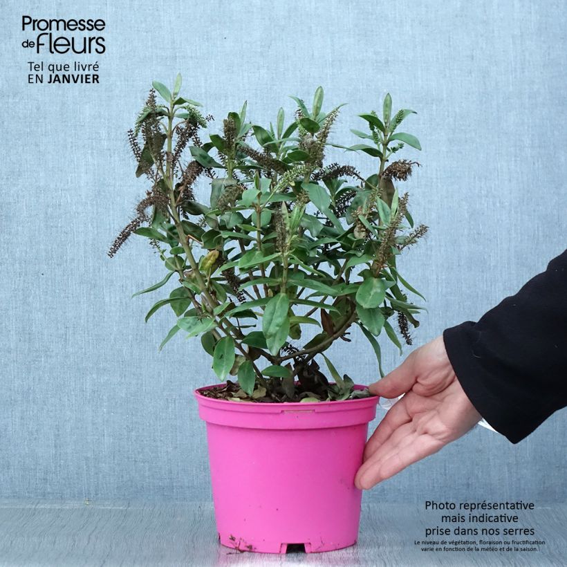 Exemplar von Hebe Ouessant - Strauchveronika Topf mit 2L/3L wie im Winter geliefert