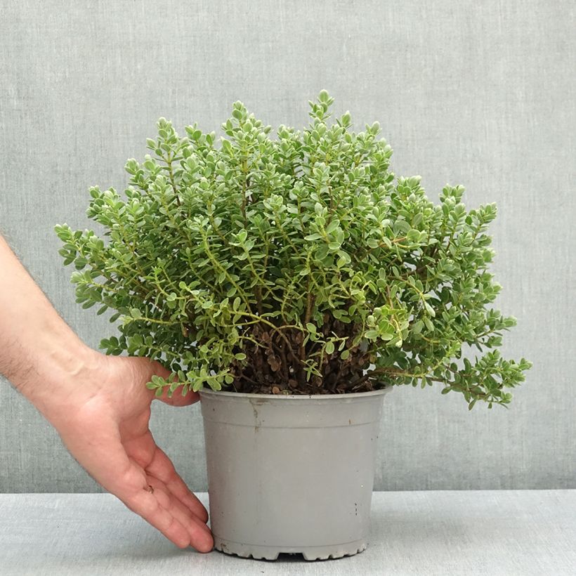 Exemplar von Hebe topiaria  - Strauchveronika Topf mit 1,5L/2L wie im Frühjahr geliefert
