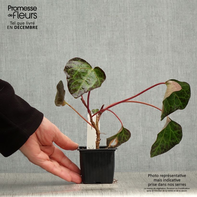 Exemplar von Hedera algeriensis - Algerischer Efeu Kleine Töpfe von 8/9 cm wie im Winter geliefert