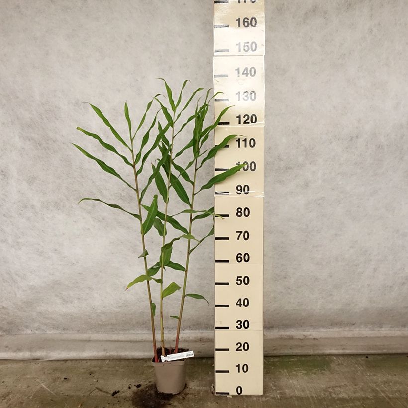 Exemplar von Hedychium Dixter - Schmetterlingsingwer Topf mit 3L/4L wie im Herbst geliefert