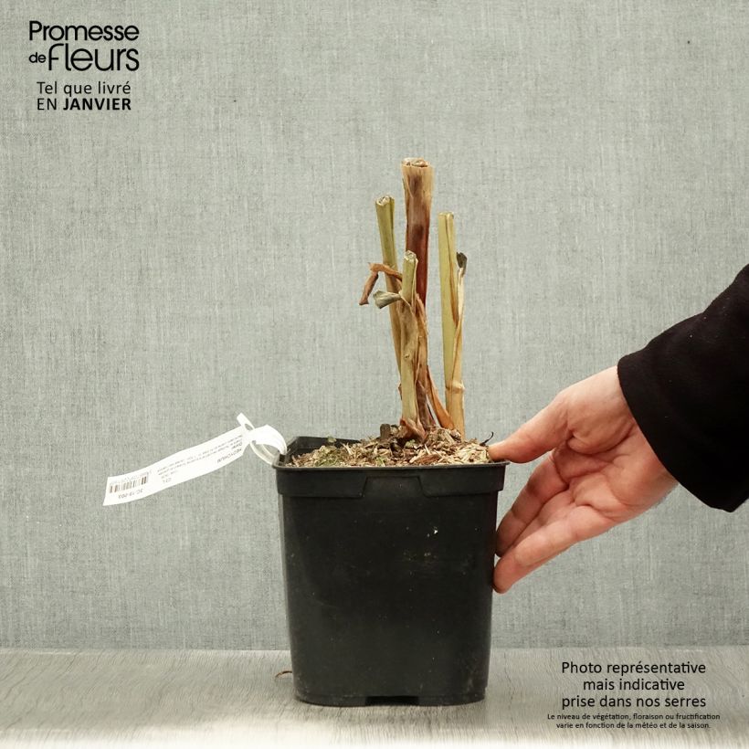 Exemplar von Hedychium Dixter - Schmetterlingsingwer Topf mit 3L/4L wie im Winter geliefert