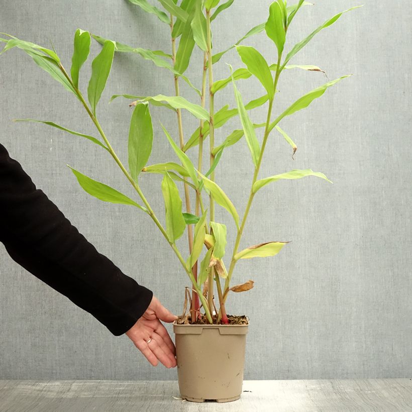 Exemplar von Hedychium coronarium Elizabeth - Schmetterlingsingwer Topf mit 3L/4L wie im Herbst geliefert