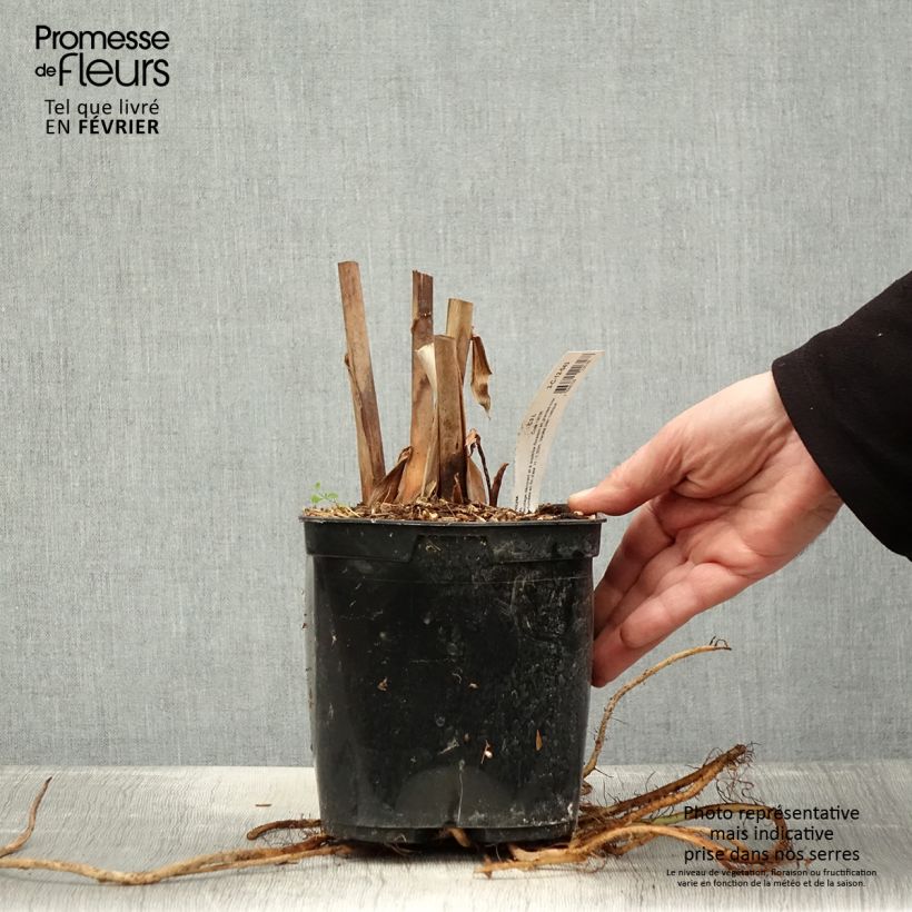 Exemplar von Hedychium coronarium Elizabeth - Schmetterlingsingwer Topf mit 3L/4L wie im Winter geliefert