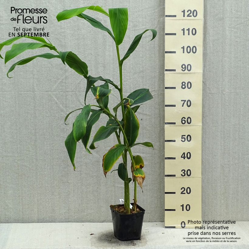 Exemplar von Hedychium forrestii - Schmetterlingsingwer Topf mit 3L/4L wie im Herbst geliefert