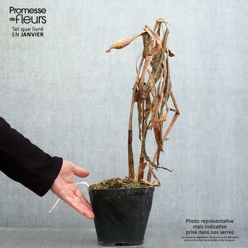 Exemplar von Hedychium forrestii - Schmetterlingsingwer Topf mit 3L/4L wie im Winter geliefert