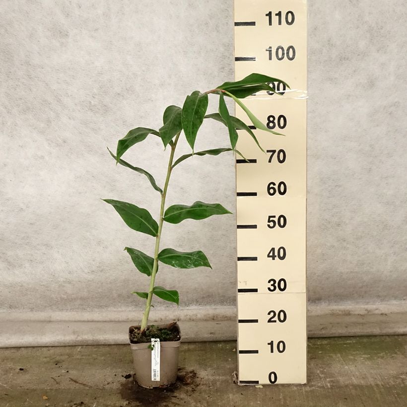 Exemplar von Schmetterlingsingwer - Hedychium gardnerianum Topf mit 2L/3L wie im Herbst geliefert