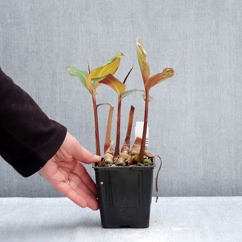 Exemplar von Bhutan-Ingwer - Hedychium greenii Topf mit 1L/1,5L wie im Winter geliefert