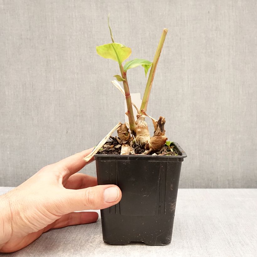 Exemplar von Bhutan-Ingwer - Hedychium greenii Topf mit 1L/1,5L wie im Frühjahr geliefert