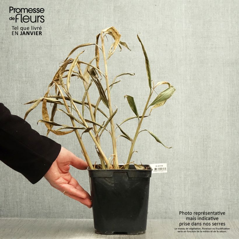 Exemplar von Hedychium villosum var. tenuiflorum - Schmetterlingsingwer Topf mit 3L/4L wie im Winter geliefert