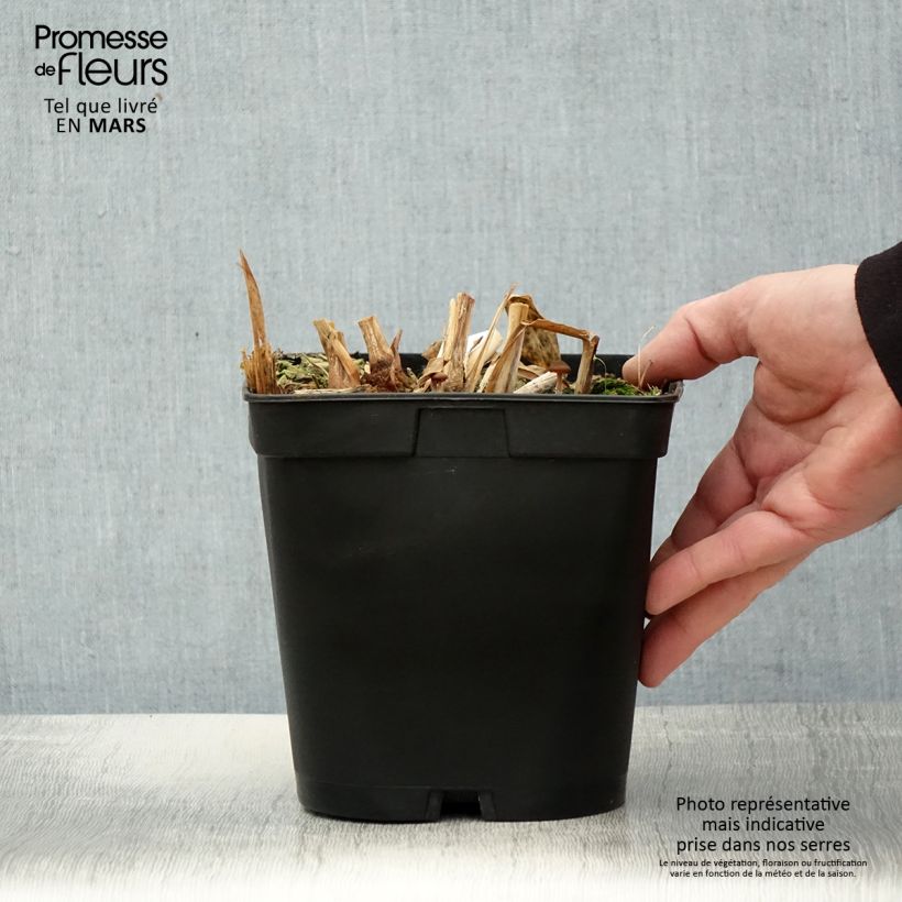 Exemplar von Hedychium villosum var. tenuiflorum - Schmetterlingsingwer Topf mit 3L/4L wie im Frühjahr geliefert