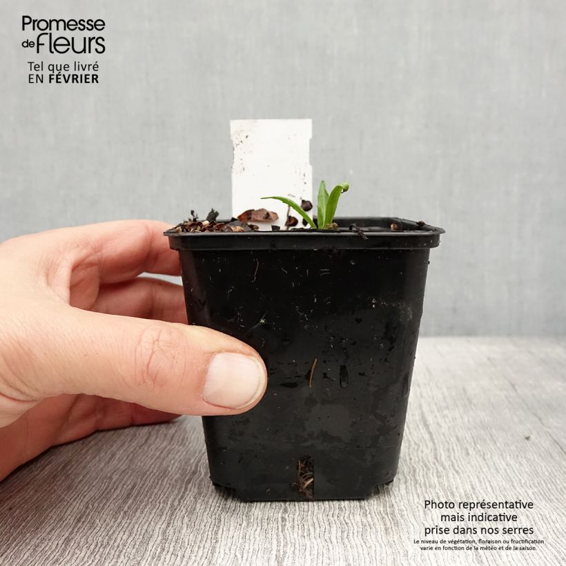 Exemplar von Sonnenbraut Helena Red Shades - Helenium automnale Kleine Töpfe von 8/9 cm wie im Winter geliefert