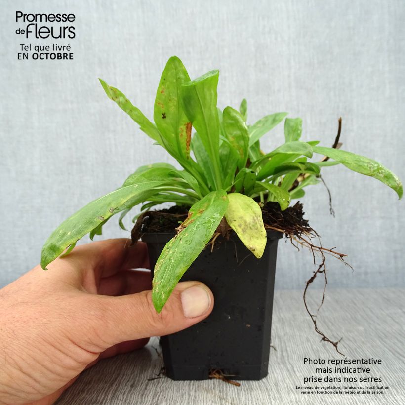 Exemplar von Sonnenbraut Pumilum Magnificum - Helenium automnale Kleine Töpfe von 8/9 cm wie im Herbst geliefert