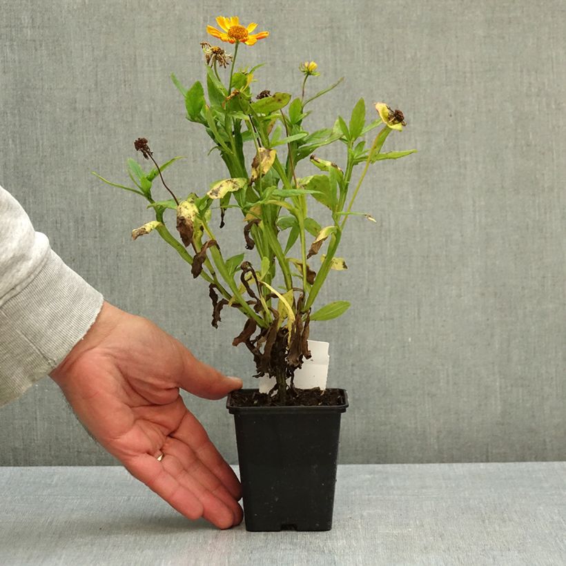 Exemplar von Sonnenbraut Fancy Fan - Helenium Kleine Töpfe von 8/9 cm wie im Herbst geliefert
