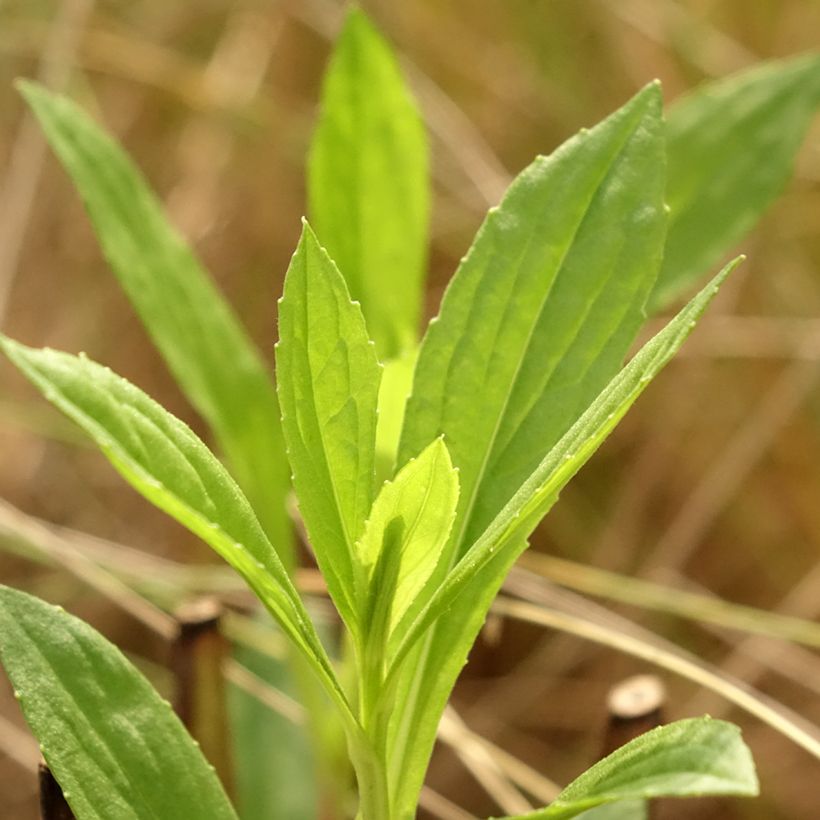 Sonnenbraut Kugelsonne - Helenium (Laub)