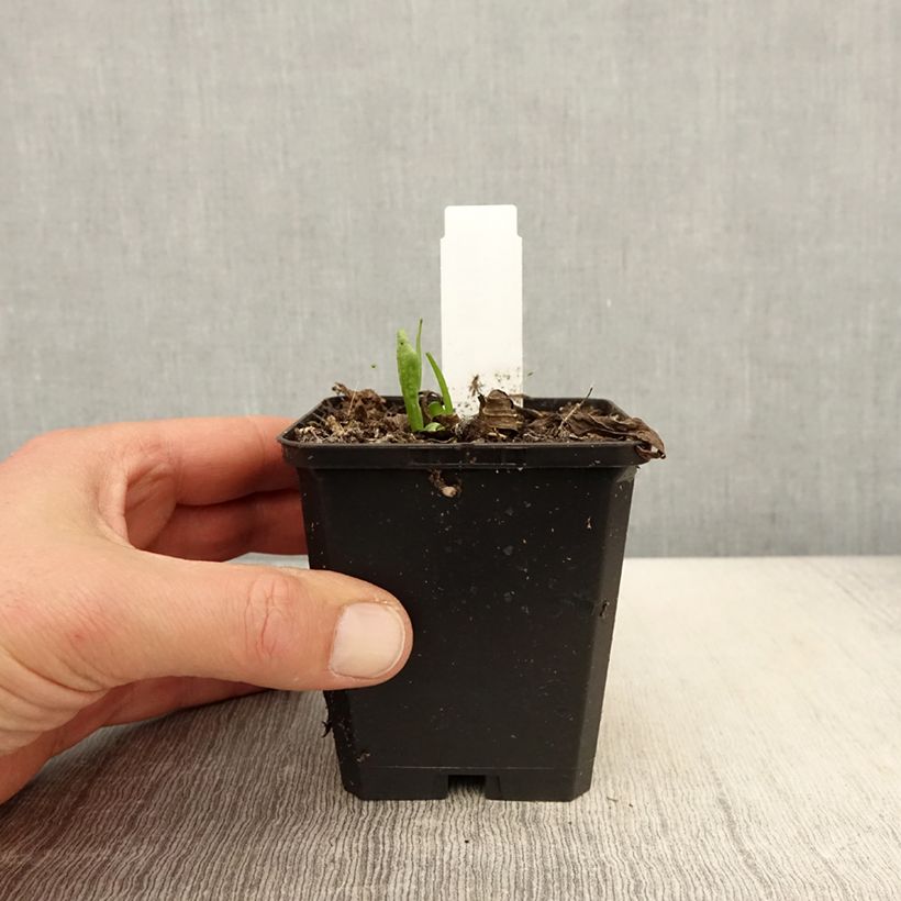 Exemplar von Sonnenbraut Kupferswerg - Helenium Kleine Töpfe von 8/9 cm wie im Frühjahr geliefert