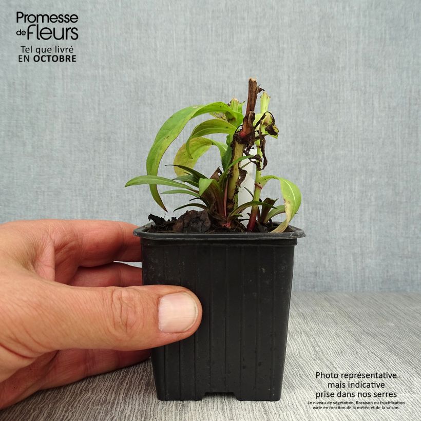 Exemplar von Sonnenbraut Poncho - Helenium Kleine Töpfe von 8/9 cm wie im Herbst geliefert
