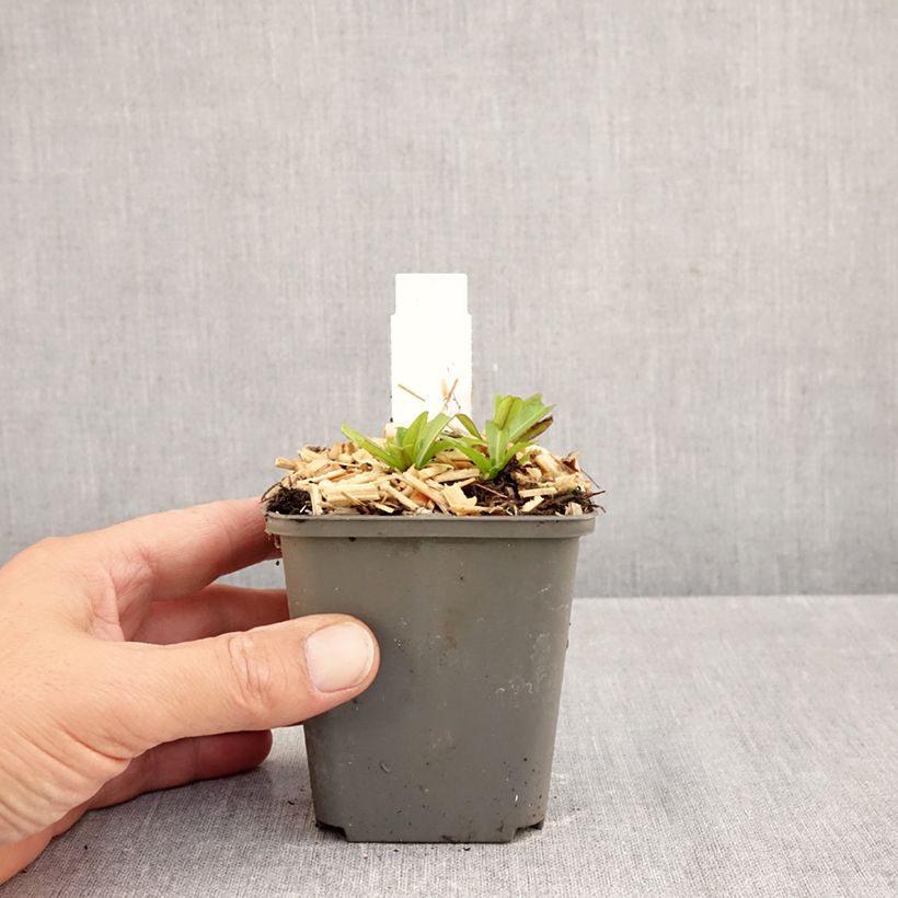 Exemplar von Sonnenbraut Mariachi Ranchera - Helenium automnale Kleine Töpfe von 8/9 cm wie im Herbst geliefert