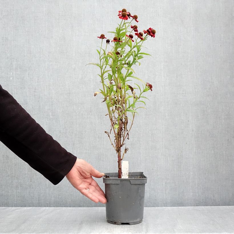 Exemplar von Sonnenbraut Ruby Tuesday - Helenium Topf mit 2L/3L wie im Herbst geliefert