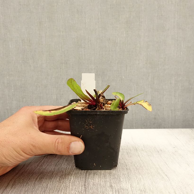 Exemplar von Sonnenbraut Sahin's Early Flowerer - Helenium Kleine Töpfe von 8/9 cm wie im Herbst geliefert