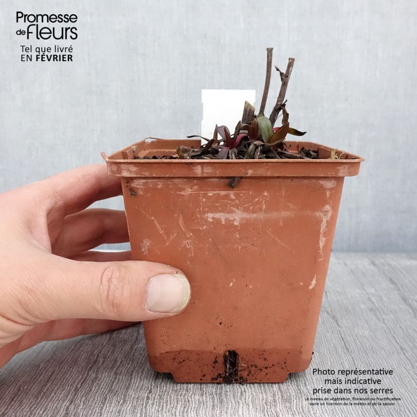 Exemplar von Sonnenbraut Sahin's Early Flowerer - Helenium Topf mit 1,5L/2L wie im Winter geliefert