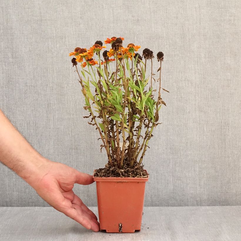 Exemplar von Sonnenbraut Short' n'Sassy - Helenium Topf mit 1L/1,5L wie im Sommer geliefert