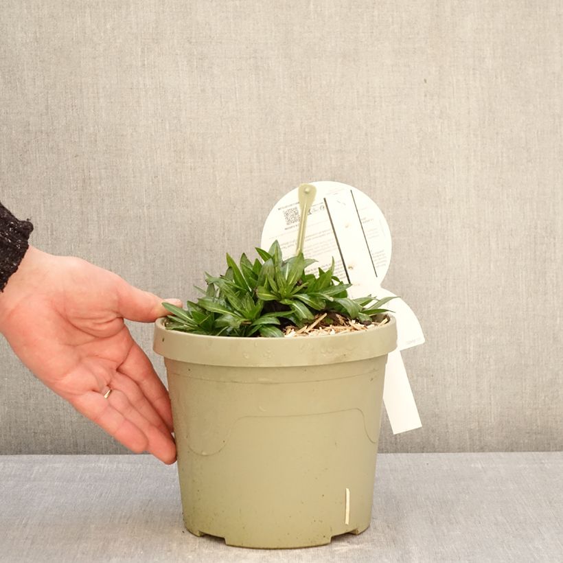 Exemplar von Sonnenbraut Short' n'Sassy - Helenium Topf mit 3L/4L wie im Winter geliefert