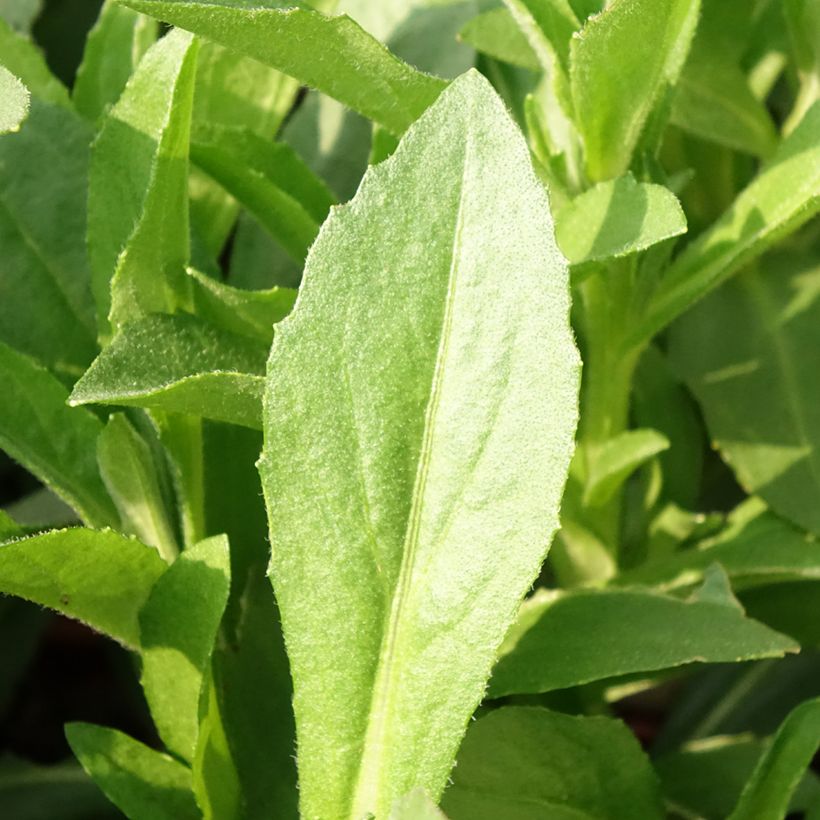 Sonnenbraut Short' n'Sassy - Helenium (Laub)