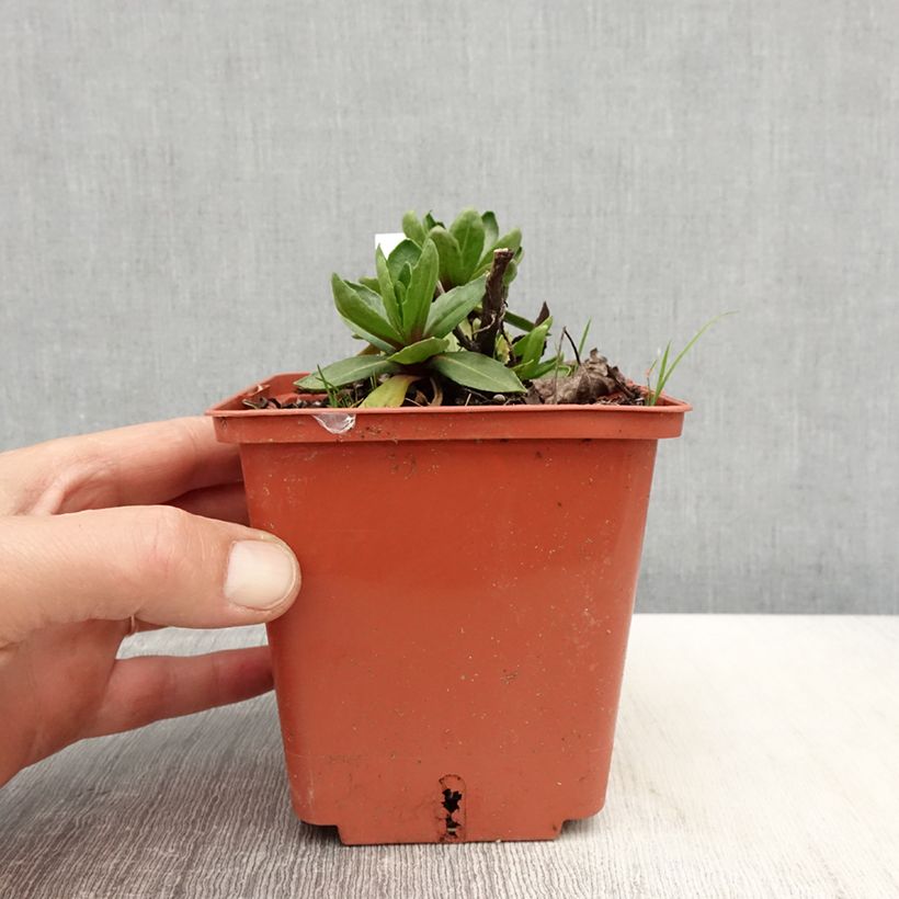 Exemplar von Sonnenbraut Short' n'Sassy - Helenium Topf mit 1L/1,5L wie im Frühjahr geliefert