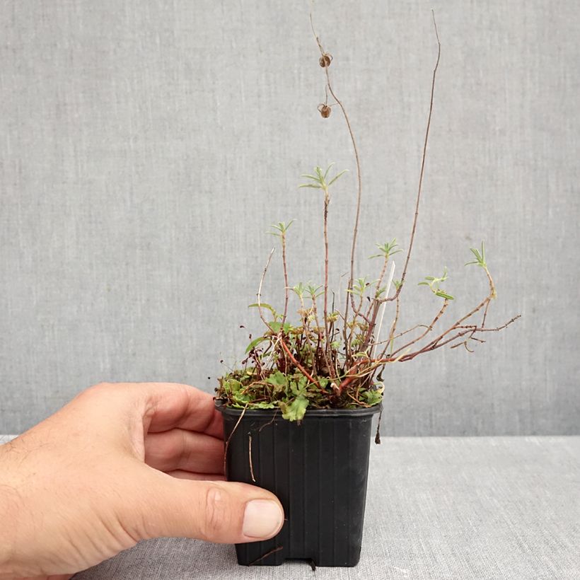 Exemplar von Helianthemum apenninum - Weißes Sonnenröschen Kleine Töpfe von 8/9 cm wie im Herbst geliefert