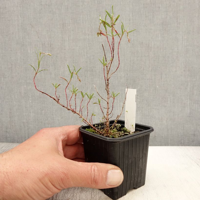 Exemplar von Helianthemum apenninum - Weißes Sonnenröschen Kleine Töpfe von 8/9 cm wie im Frühjahr geliefert